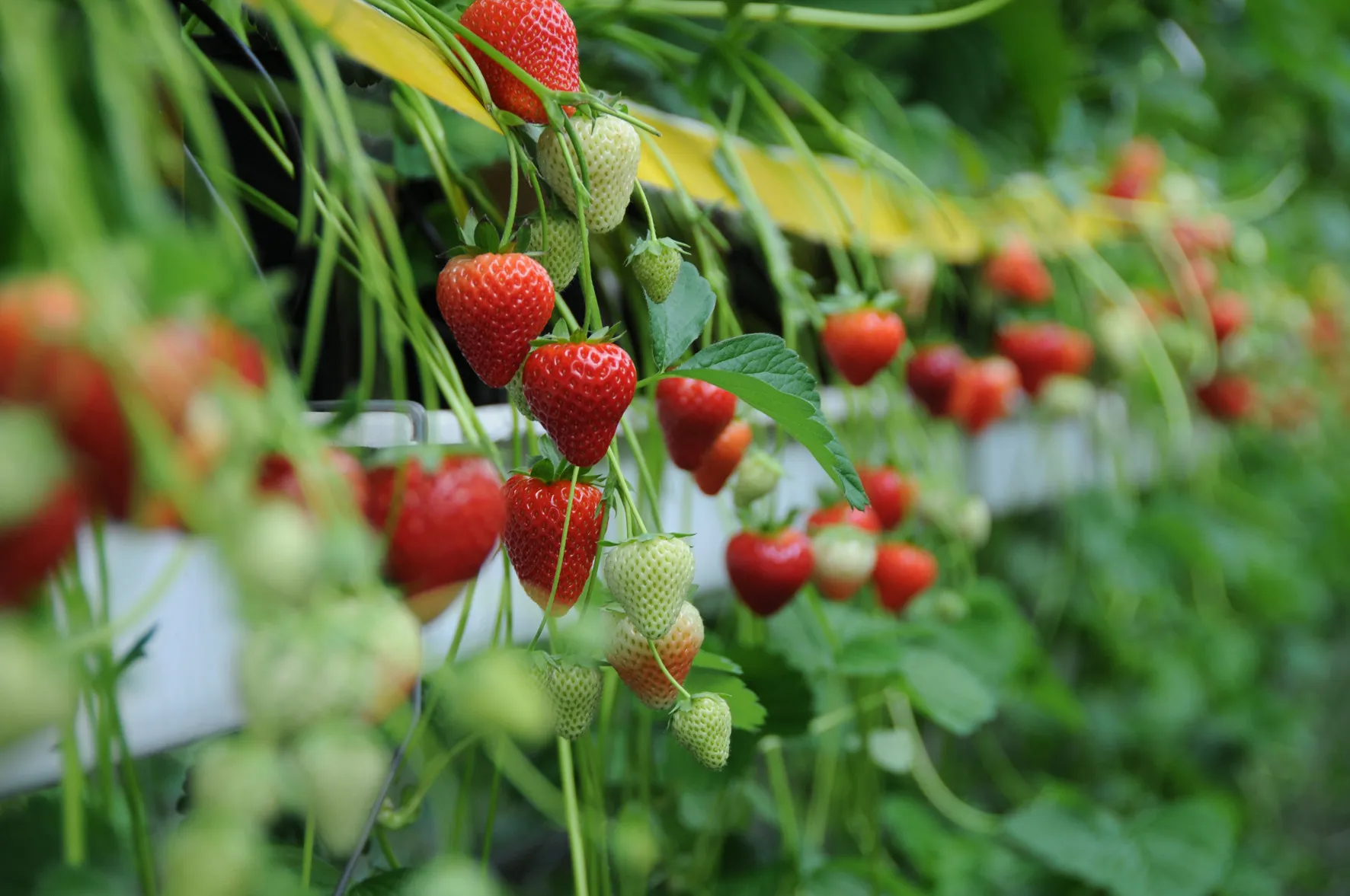 Bayer expands fruit and vegetable business to strawberries